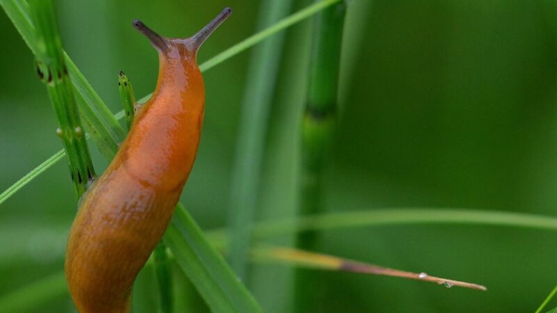 Šliužai nusiaubė jūsų daržą? 10 metų išbandytas naminis purškalas padės išgelbėti derlių