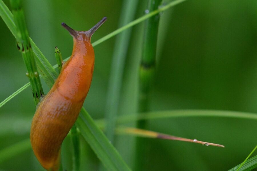 slug, grass, meadow, nature, green, slug, slug, slug, slug, slug