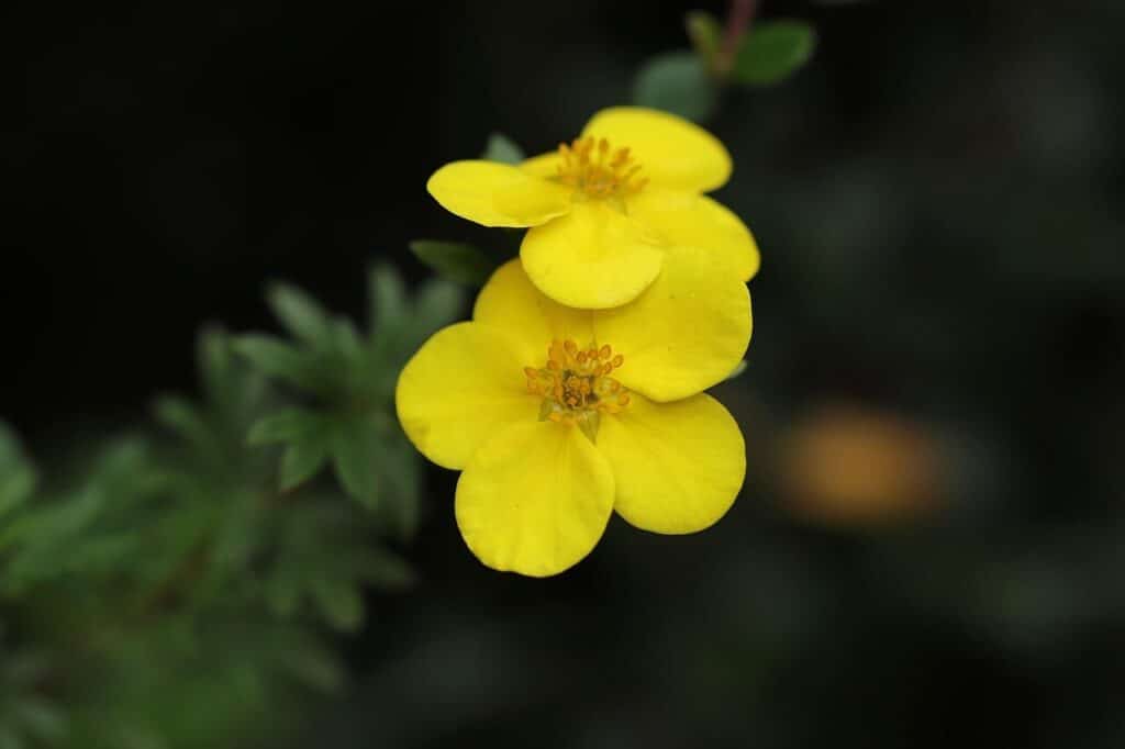 fingerbush, potentilla fruticosa, blossoms, yellow, golden yellow, flowering shrub, shrub, nature, petals, pistils, stamens, garden