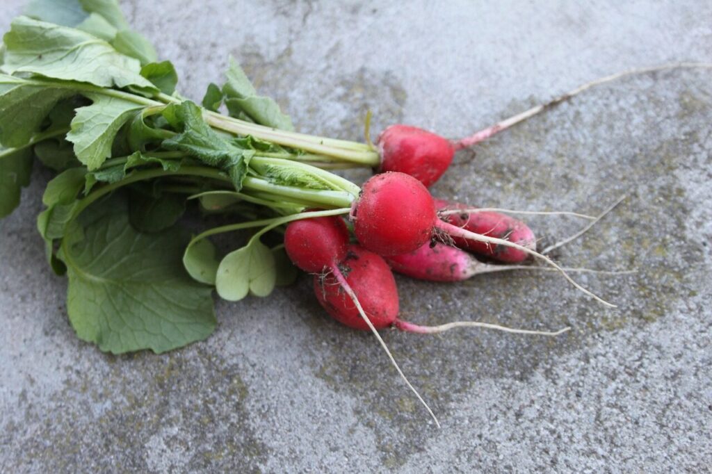 radish, a vegetable, spring, food, vegetables, fresh, healthy, the market, summer, red, health, nature, strict, bio, the cultivation of, radishes