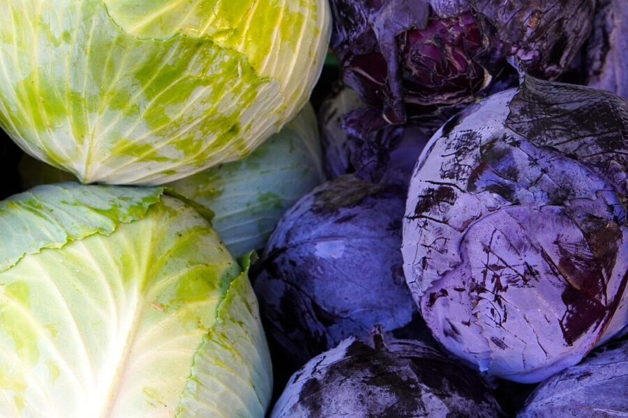cabbage, red cabbage, white cabbage, vegetables, food, healthy, cabbage, cabbage, cabbage, cabbage, cabbage, red cabbage, red cabbage