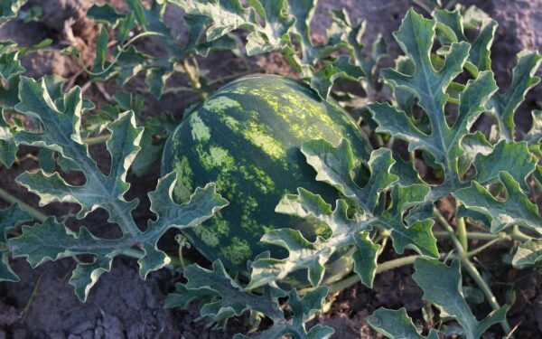 Arbūzai užaugs milžiniški ir be galo saldūs: štai ką privalote padaryti dar balandžio pradžioje