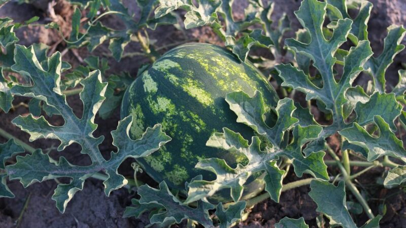 Arbūzai užaugs milžiniški ir be galo saldūs: štai ką privalote padaryti dar balandžio pradžioje