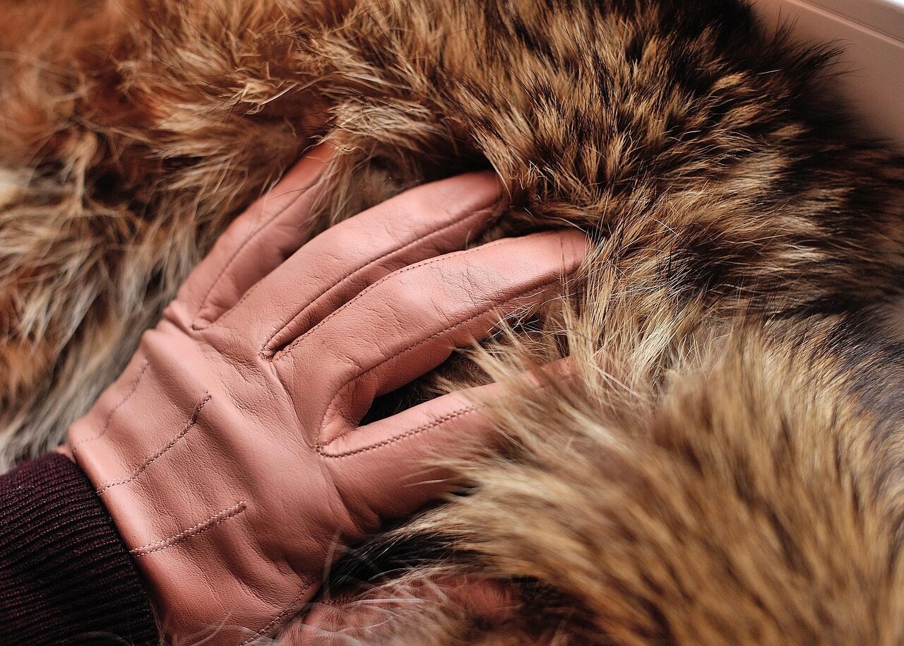 tan gloves, gloves, leather gloves, furs, fur, furry, animals, predator, in winter, women, fashion, coat, winter, human hand, hand, brown, beauty, wolf, furs coat, leather, nature, fur coat, skin