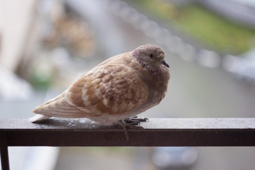 pigeon, late autumn, balcony, nature, colorful