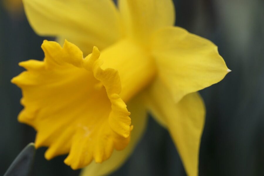 daffodil, easter bell, calyx, blossom, bloom, yellow, spring, spring flowers, nature, garden
