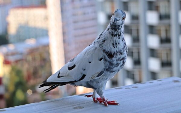 Balandžiai nebekels kojos į jūsų balkoną: viena spalva ir kvapas iš virtuvės daro stebuklus