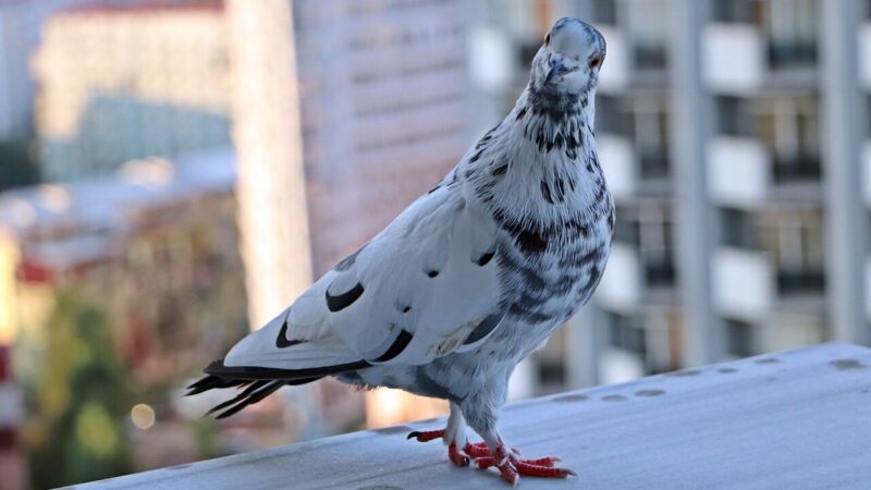 Balandžiai nebekels kojos į jūsų balkoną: viena spalva ir kvapas iš virtuvės daro stebuklus