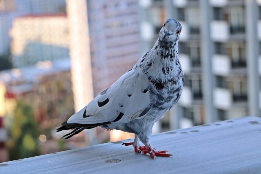 pigeon, nature, balcony, guest, bird, batumi