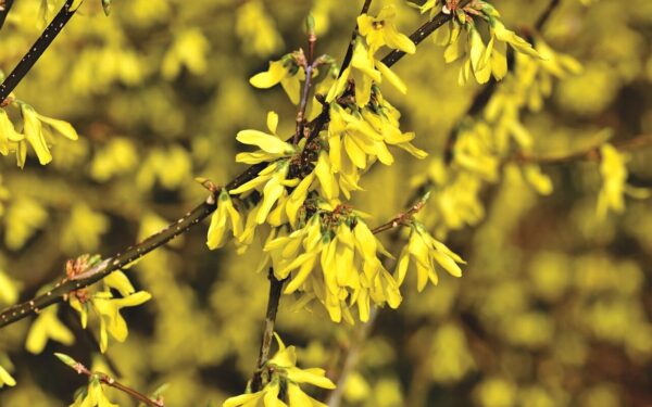 Vargina pavasarinė sloga? Šis geltonas krūmas jūsų kieme gali tapti tikru išsigelbėjimu