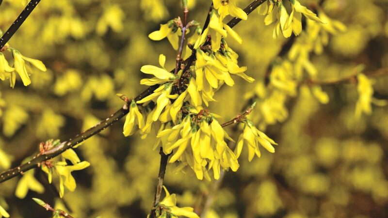 Vargina pavasarinė sloga? Šis geltonas krūmas jūsų kieme gali tapti tikru išsigelbėjimu