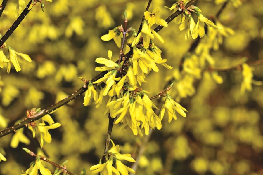 forsythia, forsythia bush, shrub, forsythia shrub, early bloomer, flora, bright, yellow, garden, yellow flowers, bright yellow, hedge, nature, spring