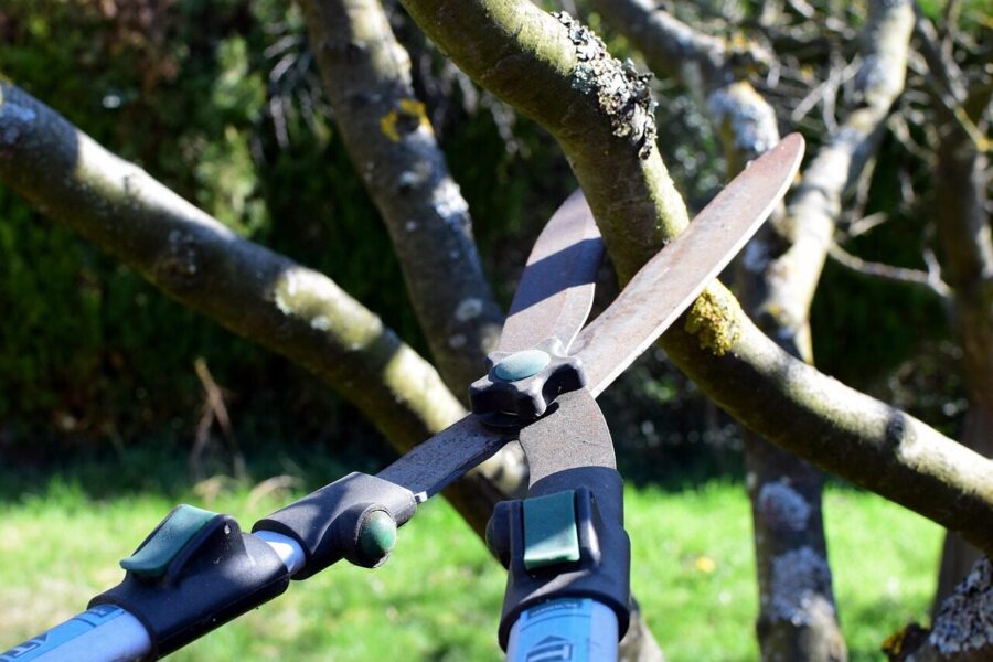 pruning shears, nature, hedge trimmer, tree cutter, tree, garden