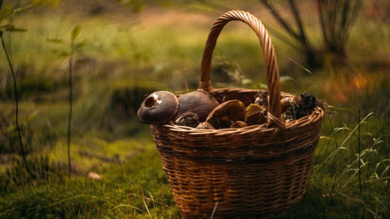 Nereikia laukti rudens: štai kokie valgomi grybai Lietuvos miškuose dygsta jau dabar