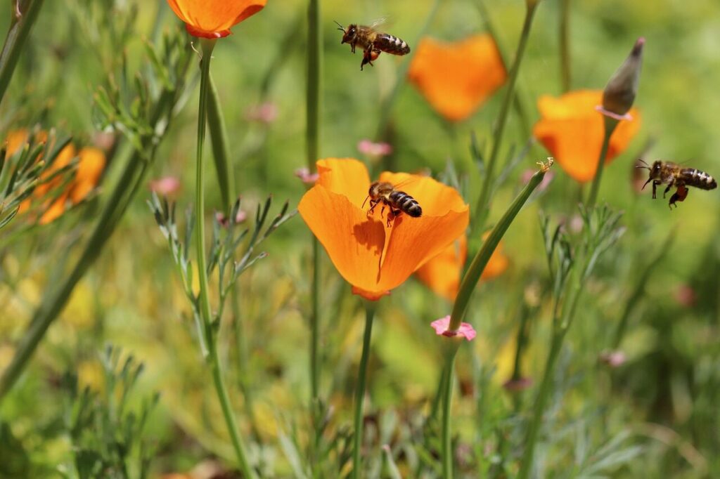 gold poppy, poppy flower, honey bees, insects, bees, eschscholzia californica, kappenmohn, blossom, bloom, golden yellow, nectar, collect, sleepy, eschscholzia, poisonous plant, orange, bright, honey bees, bees, bees, bees, bees, bees, eschscholzia californica, eschscholzia californica
