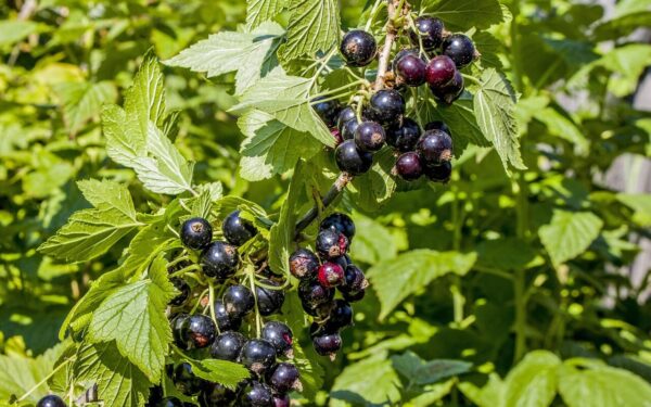 Daugiau jokių amarų ant serbentų: pigi priemonė iš vaistinėlės išgelbės jūsų derlių