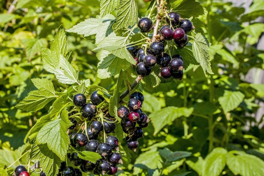 currant, branch, green, berry, black, nature