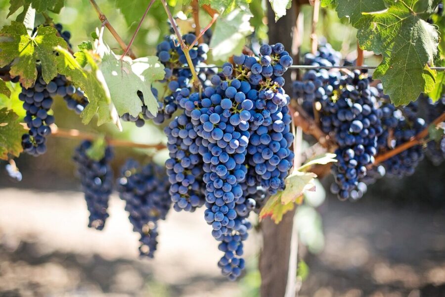 grapes, vines, grapevine, vineyard, fruits, organic, produce, harvest, viticulture, winegrowing, rebstock, cultivation, farming, agriculture, nature, napa valley, vineyard, vineyard, vineyard, vineyard, fruits, fruits, farming, agriculture, agriculture, agriculture, agriculture, agriculture, napa valley