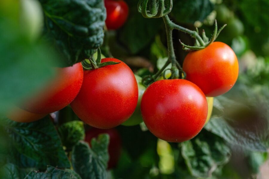 tomatoes, nature, vegetables, fresh, bush, garden, healthy, harvest