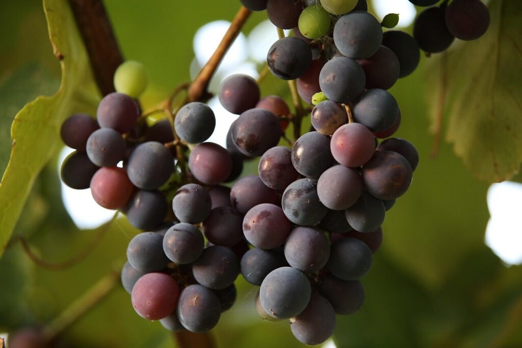 grapes, fruits, grapevine, vine, isabella grapes, vineyard, viticulture, food, produce, organic, plantation, ripe, agriculture, nature, closeup, fruits, fruits, vine, vineyard, vineyard, vineyard, vineyard, vineyard, plantation, agriculture, agriculture, agriculture