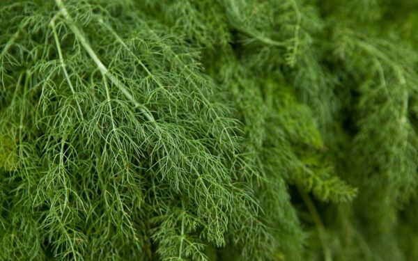 Krapų derlius nustebins net kaimynus: viena gudrybė padės išlaikyti žalumą sultingą visą vasarą