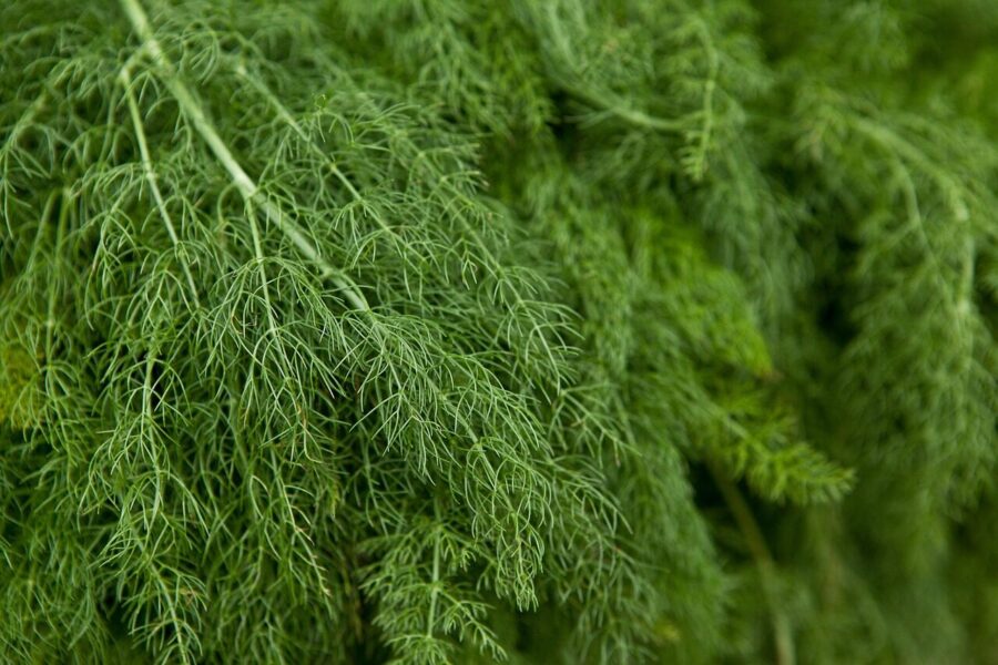 dill, leaves, plant, foliage, green, herb, food, organic, nature, closeup, dill, dill, dill, dill, dill