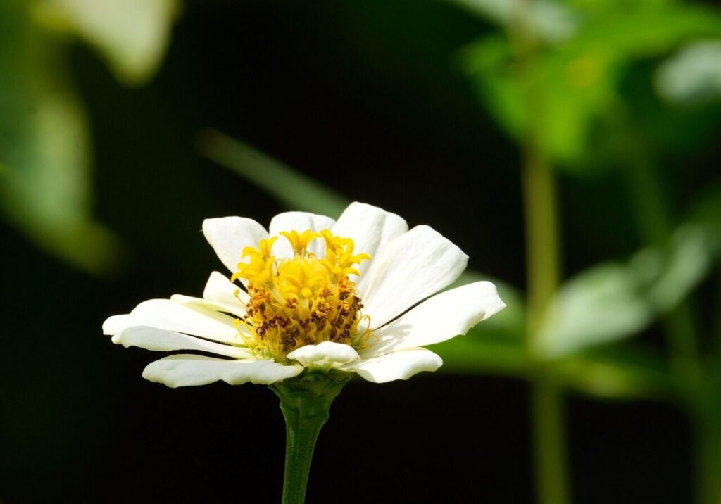 flower, zinnia, beautiful flowers, petals, flower background, flower wallpaper, flora, nature, zinnia elegans