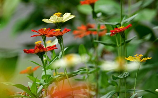 Minkštas žalias kilimas be didelio vargo: sužinokite, kur pasodinta gvaizdūnė atrodys įspūdingiausiai