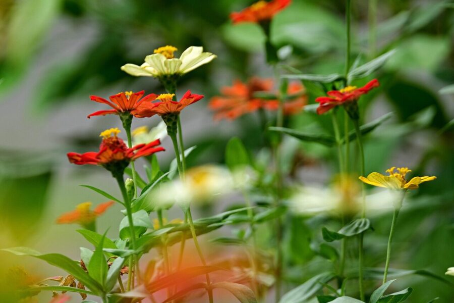 zinnia, beautiful flowers, flowers, garden, flora, flower background, nature, flower wallpaper, zinnia elegans
