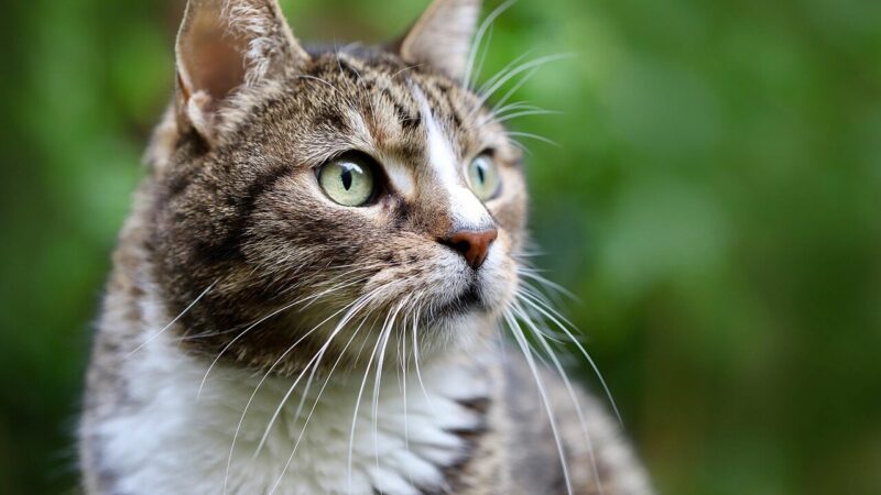 Planuojate įsigyti katę? Veterinaras atskleidė, kokių veislių geriau niekada nesirinkti