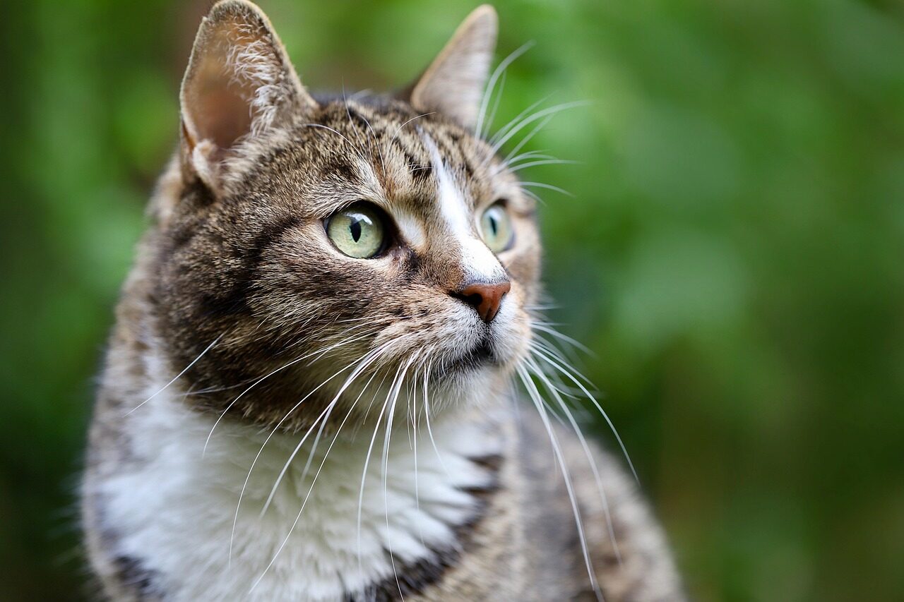 Planuojate įsigyti katę? Veterinaras atskleidė, kokių veislių geriau niekada nesirinkti