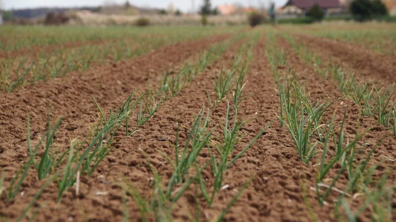 Svogūnai nebeges ir derės gausiai: viena priemonė iš virtuvės spintelės padės pasiekti gausų derlių