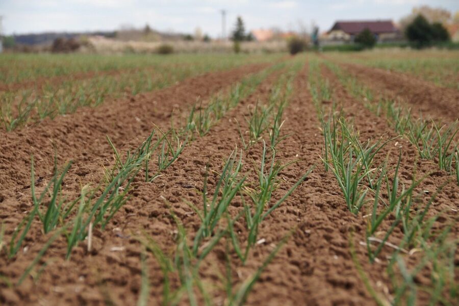 onion, seedling, field, agriculture, soil, nature, fertile, plants, countryside, plantation, cultivation, fluffy