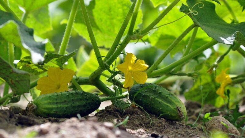 Agurkai derės kaip niekad: šis pigus trijų ingredientų derinys garantuoja gausų derlių