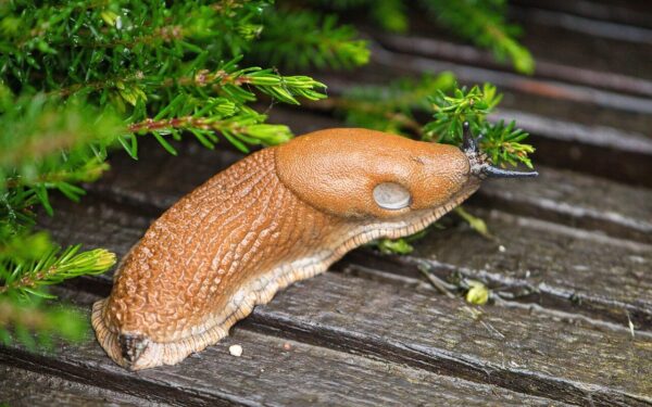 Barščiai, šliužai ir rykštenės: kodėl jų kontrolė tampa vis sudėtingesnė?