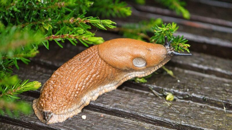 Barščiai, šliužai ir rykštenės: kodėl jų kontrolė tampa vis sudėtingesnė?