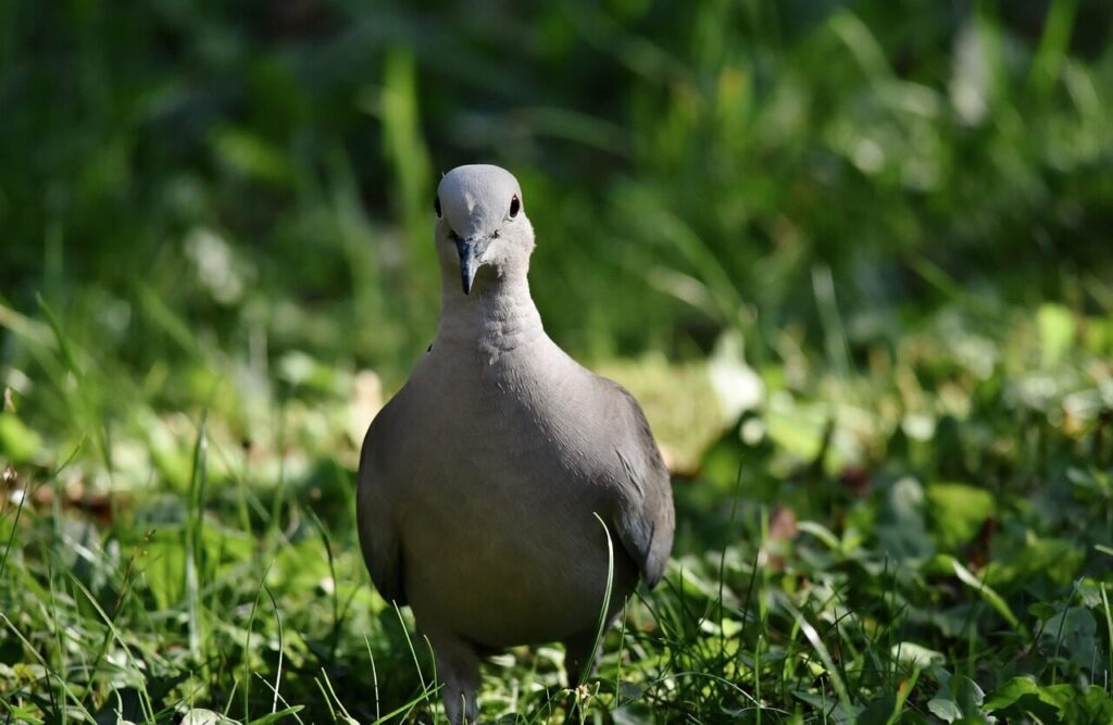 turkey pigeon, collared pigeon, bird, animal, dove, nature, fauna, dove, dove, dove, dove, dove