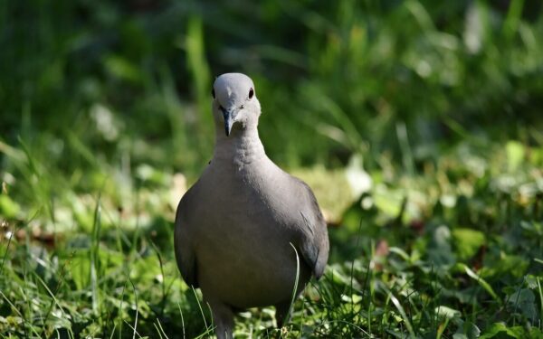 Balandžiai nebetūps ant jūsų balkono: ši pigi gudrybė išspręs šią bėdą visam laikui