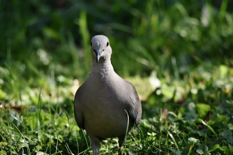 turkey pigeon, collared pigeon, bird, animal, dove, nature, fauna, dove, dove, dove, dove, dove