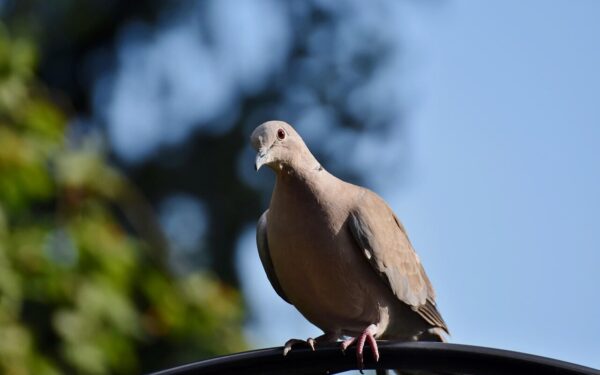Balandžiai sode ne tik teršia: štai koks nematomas parazitas gali įsibrauti į jūsų namus