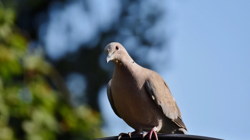 Balandžiai sode ne tik teršia: štai koks nematomas parazitas gali įsibrauti į jūsų namus