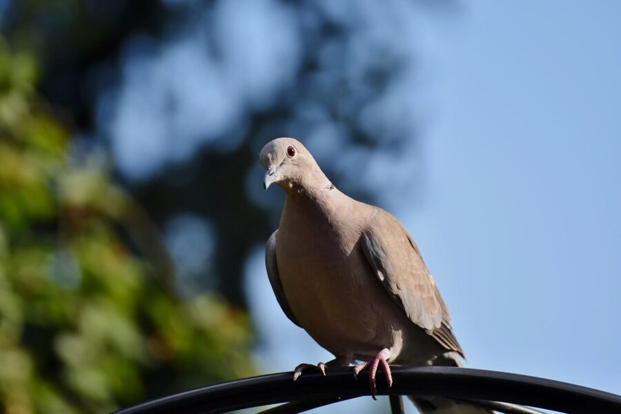 turkey pigeon, collared pigeon, bird, dove, animal, nature, fauna, dove, dove, dove, dove, dove