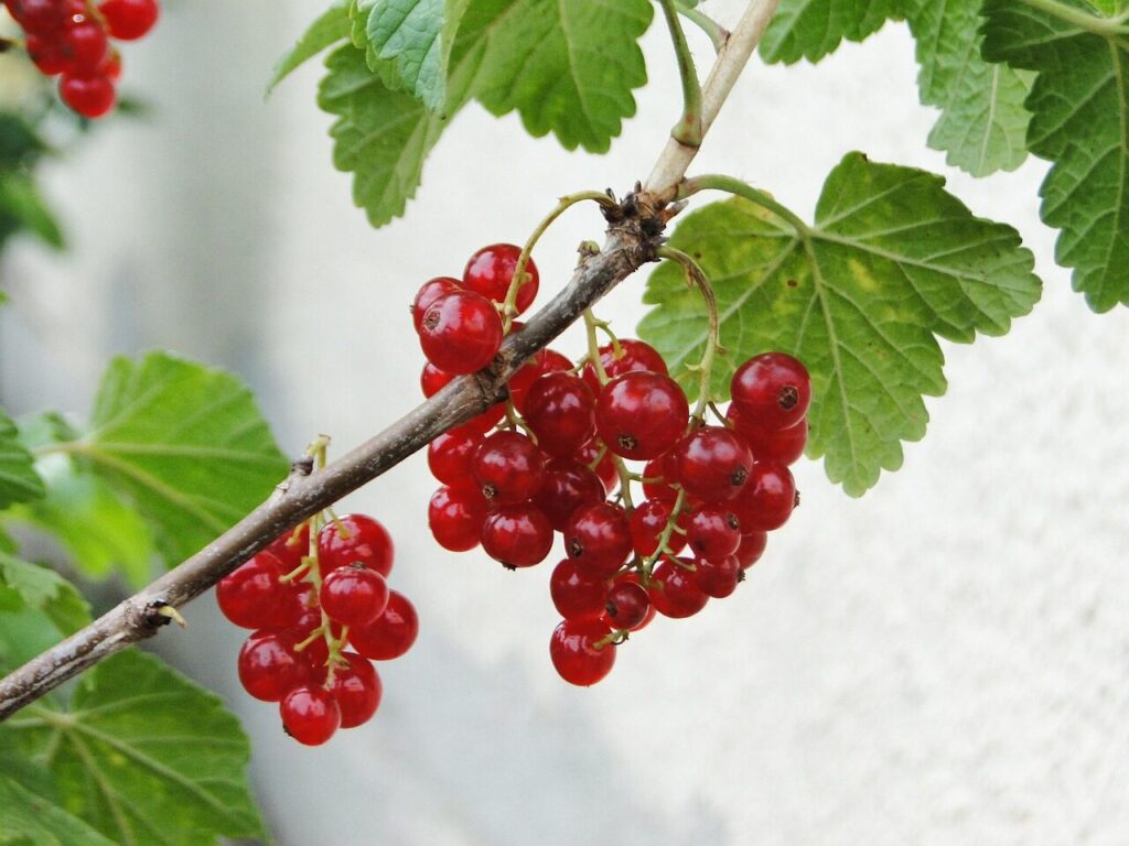 currant, fruit, garden currant, berry fruit, red currant, close up