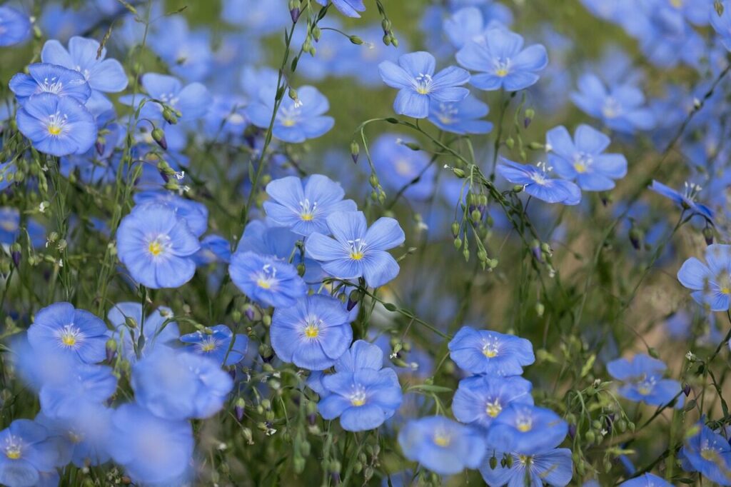 flowers, flower wallpaper, small perennials, flower background, blue linen, blue, white, linum, flower meadow, nature, magical, blossom, beautiful flowers, bloom