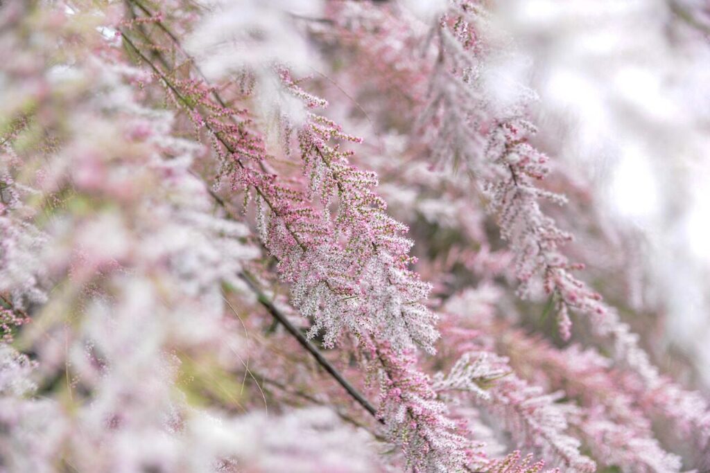 tamarisk, shrub, plant, blossoms, pink, bush, garden, nature