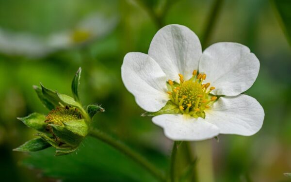 Braškės bus saldžios lyg medus: štai kuo dabar pamaitinti krūmus, kad uogos nesmulkėtų