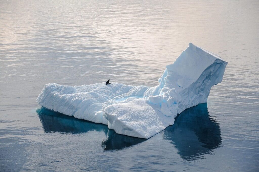 antarctica, seal, iceberg, cold, ice, ocean, nature, alone, water, antarctica, antarctica, antarctica, antarctica, antarctica, iceberg, iceberg, iceberg, iceberg, iceberg, alone, alone