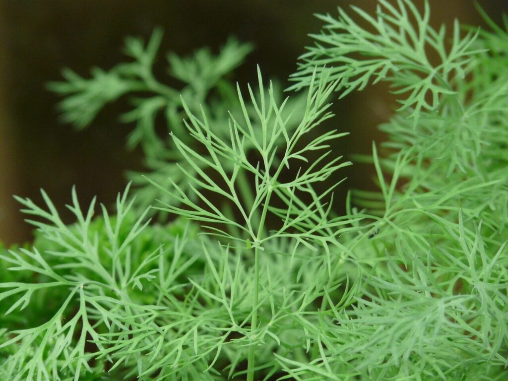 dill, cucumber, aromatic plant, umbelliferae, green, seasoning, dill, dill, dill, dill, dill