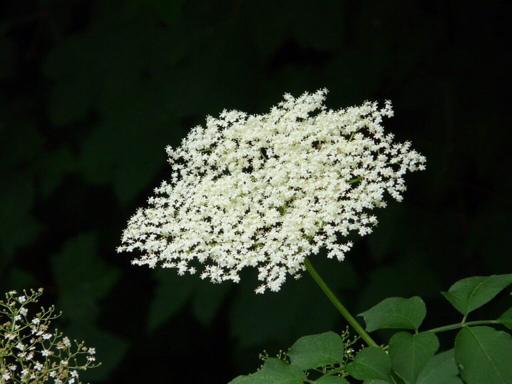 blossom, bloom, white, black elder, elder, shrub, nature, tree
