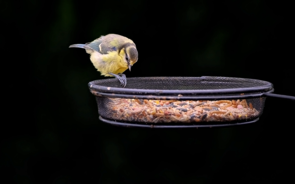 Kodėl patyrę sodininkai į medžius kabina lašinius? Atsakymas padės visiems, kovojantiems su kirmėlėmis